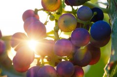 臉過敏吃葡萄籽有用嗎(吃葡萄籽會過敏嗎)