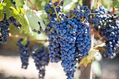 葡萄籽粉的正確吃法(葡萄籽粉怎么吃比較好)