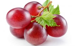 葡萄籽對(duì)身體有哪些作用和好處