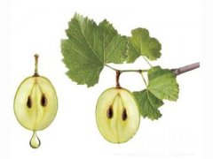 葡萄籽的服用方法及注意事項(xiàng)是什么 揭曉服用需注意的三大事項(xiàng)！！！