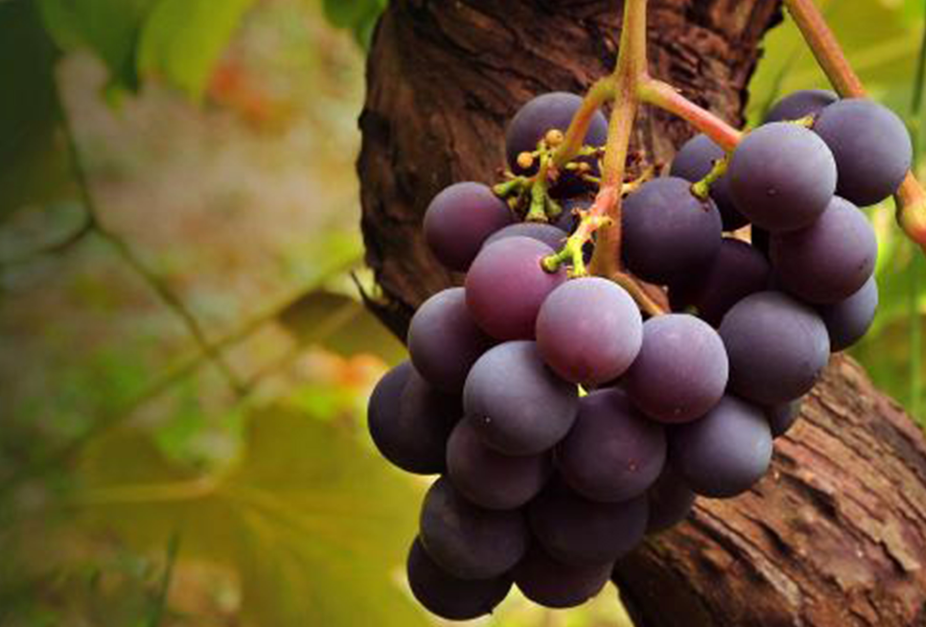 <b>花青素和原花青素有什么不同之處？</b>